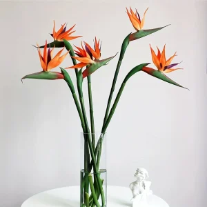 Long Stem Bird Of Paradise Flowers